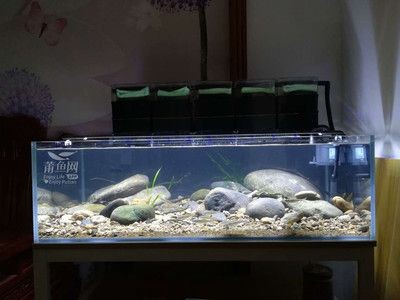白色石頭能放魚缸里嗎：白色的石頭可以放入魚缸中，但需要注意以下幾點