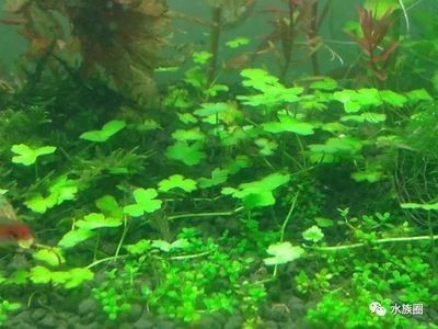 玻璃魚缸怎么養水草：魚缸水草養護技巧