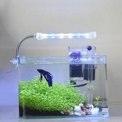 多久給魚缸消一次毒：新買的魚缸消毒頻率取決于多種因素