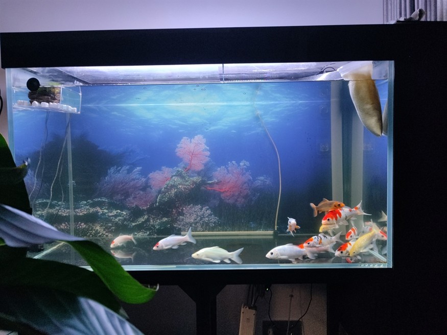 渾水克星！