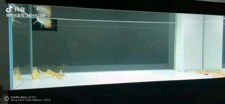 第46天 第46天 龍魚論壇