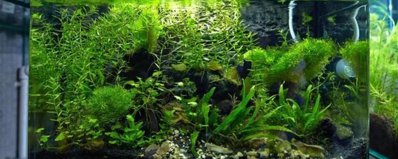 洛陽市洛龍區(qū)怡龍水族館（洛陽市洛龍區(qū)怡龍水族館電話）