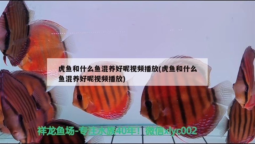 虎魚和什么魚混養好呢視頻播放(虎魚和什么魚混養好呢視頻播放)