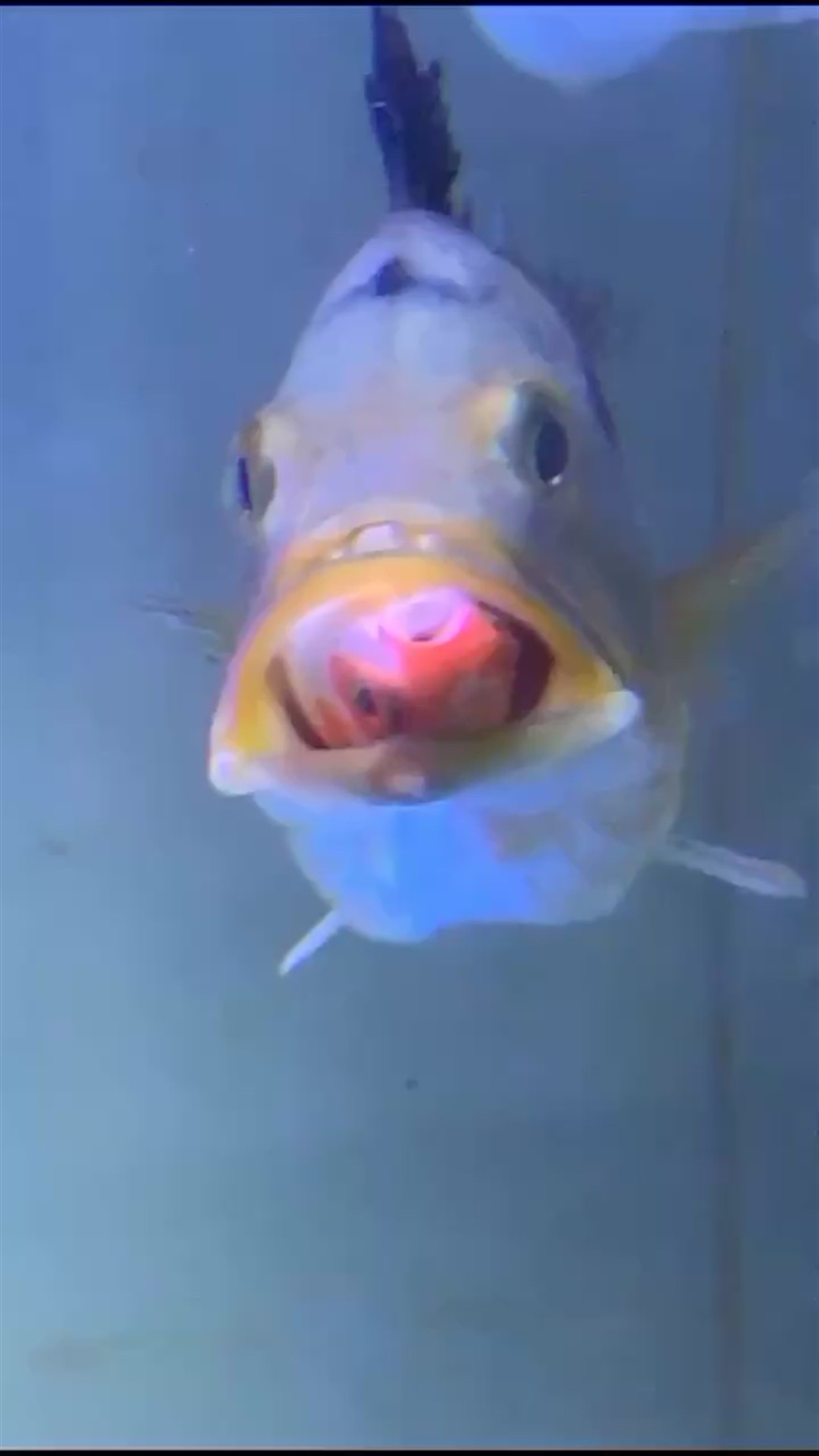 虎魚食量如何？