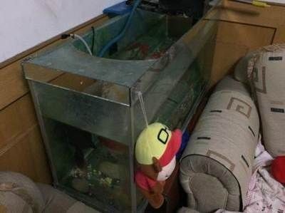 本人轉讓二手魚缸違法嗎：轉讓二手魚缸是否違法之前 本人轉讓二手魚缸違法嗎：轉讓二手魚缸是否違法之前 魚缸百科 第1張