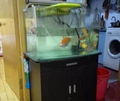本人轉讓二手魚缸違法嗎：轉讓二手魚缸是否違法之前 本人轉讓二手魚缸違法嗎：轉讓二手魚缸是否違法之前 魚缸百科 第3張
