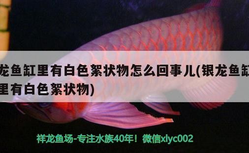 龍魚缸里有白色絮狀物怎么回事兒(銀龍魚缸里有白色絮狀物)