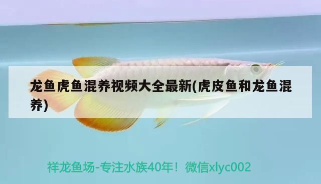 龍魚虎魚混養視頻大全最新(虎皮魚和龍魚混養)