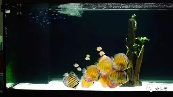 白底白背景魚缸養40公分左右可以嗎：白底白背景的魚缸養40公分左右的魚可以嗎？