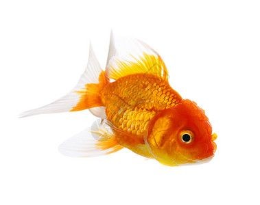 白底白背景魚缸養40公分左右可以嗎：白底白背景的魚缸養40公分左右的魚可以嗎？