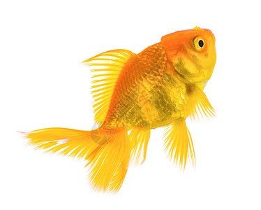 白底白背景魚缸養40公分左右可以嗎：白底白背景的魚缸養40公分左右的魚可以嗎？