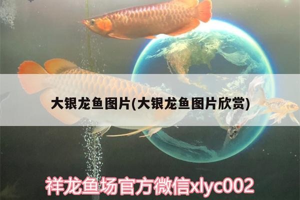 大銀龍魚圖片(大銀龍魚圖片欣賞)