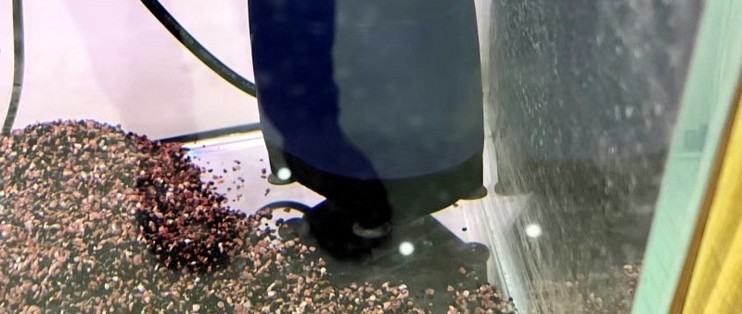 紅龍魚壽命多少年（紅龍魚壽命多少年了）