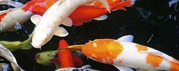 紅龍魚一年長多大了正常呢（紅龍魚一年長多大了正常呢圖片）