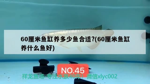 60厘米魚缸養多少魚合適?(60厘米魚缸養什么魚好)
