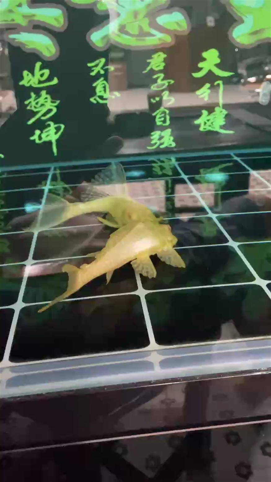 求專家這是打架還是尋找快樂[ciya]