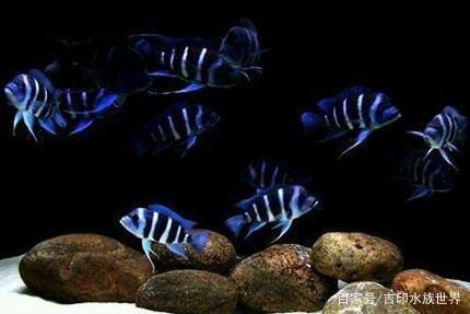 龍魚水質硬度多少合適