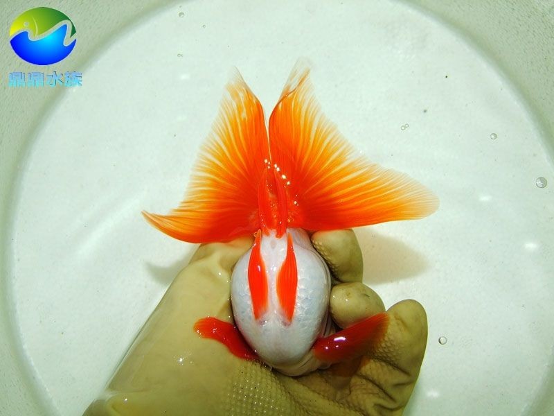 常見的淡水觀賞魚有哪些種類：常見的淡水觀賞魚有哪些種類及其特點(diǎn)