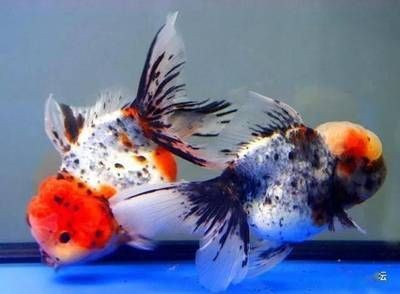常見的淡水觀賞魚有哪些種類：常見的淡水觀賞魚有哪些種類及其特點(diǎn)