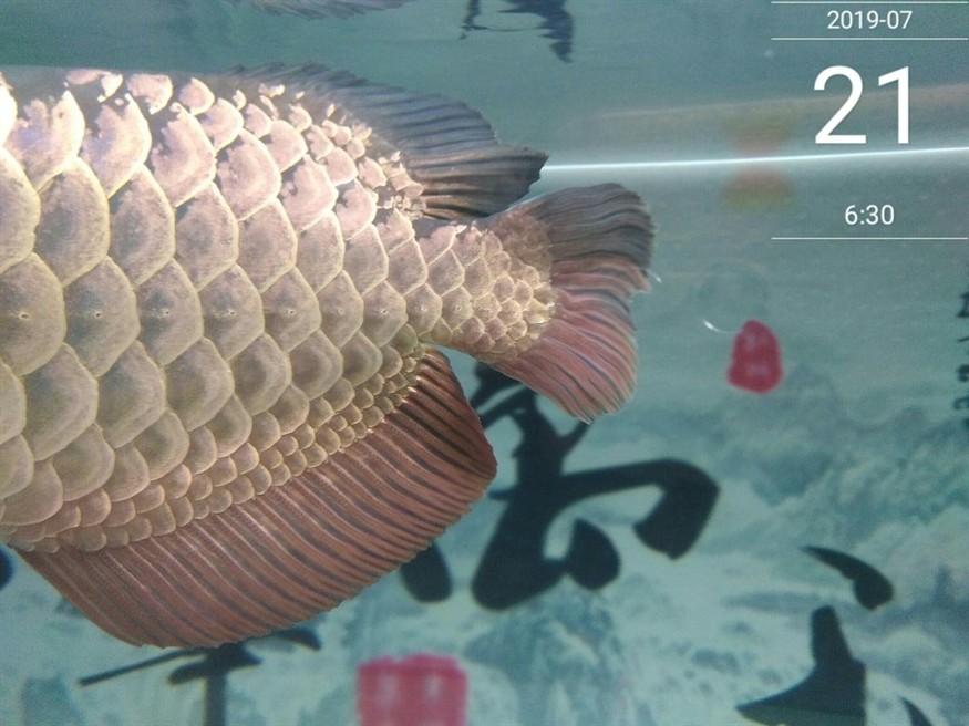 怎么樣讓龍魚狀態(tài)變好