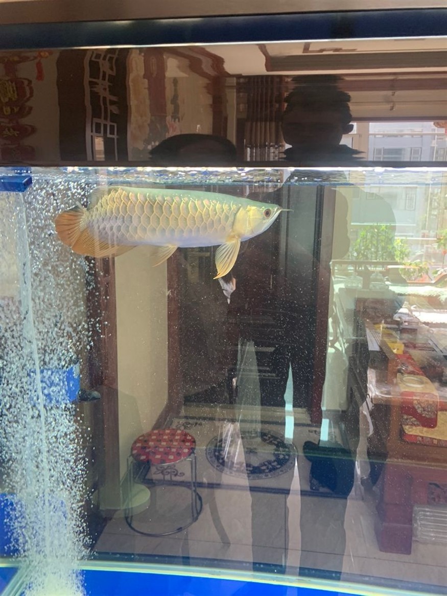 寧德水族館魚友們幫我看看這條魚35公分左右
