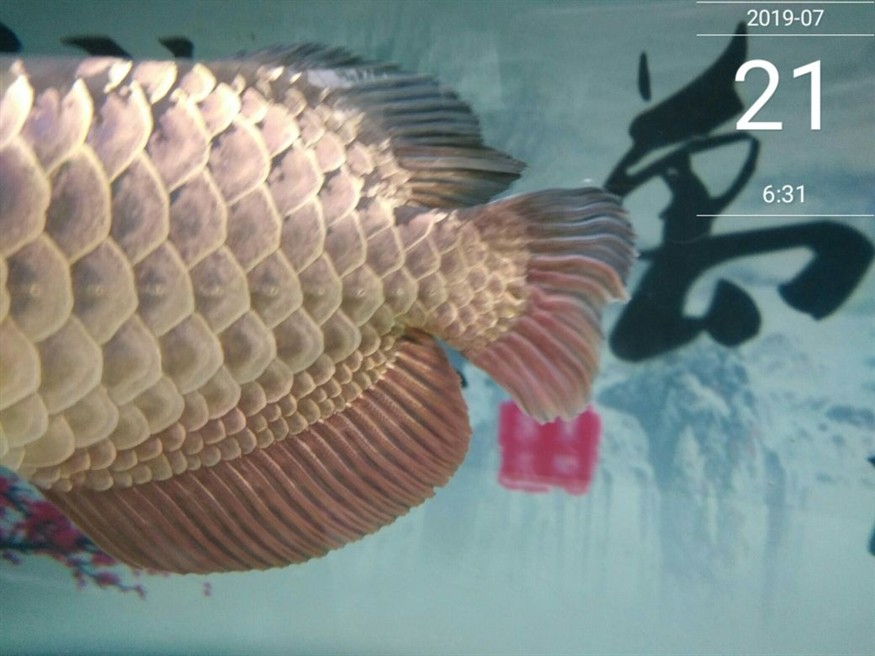 怎么樣讓龍魚狀態(tài)變好