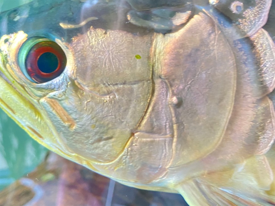 龍魚鰓蓋長水泡怎么治療？