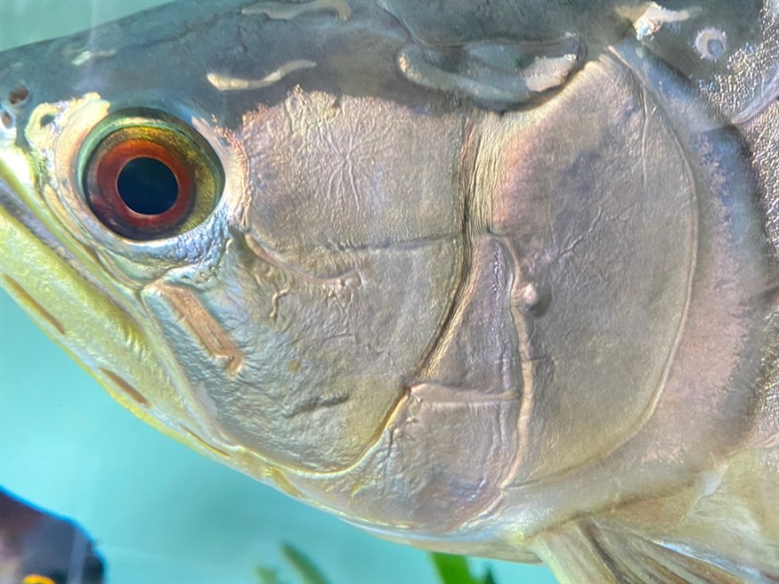 龍魚鰓蓋長水泡怎么治療？