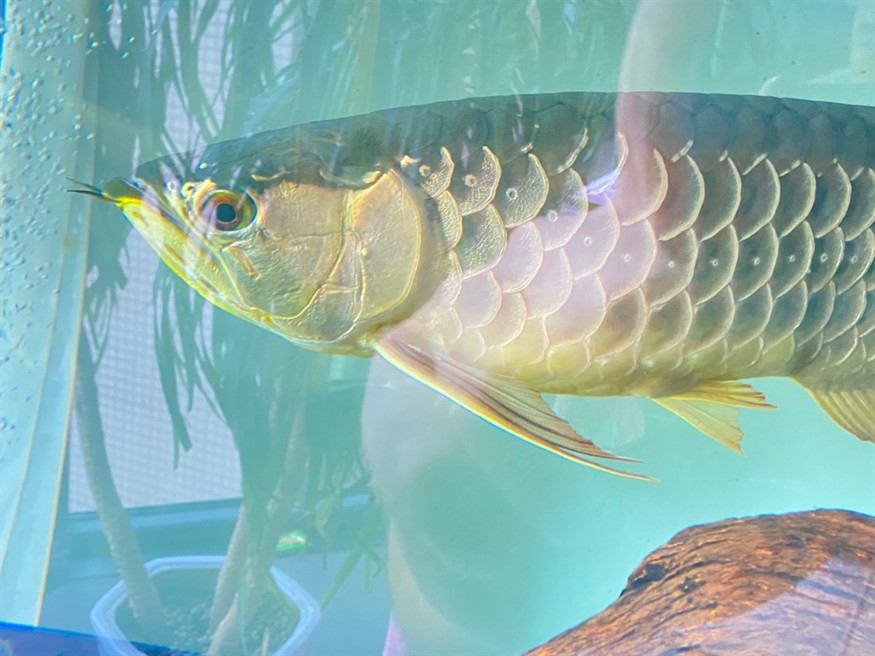 龍魚鰓蓋長水泡怎么治療？