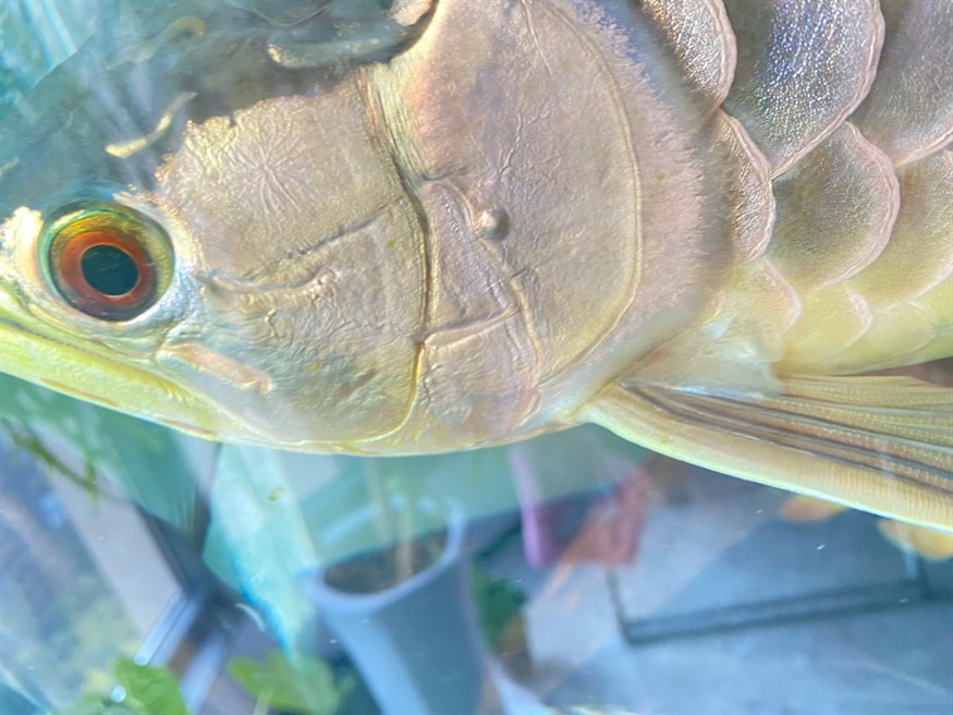 龍魚鰓蓋長水泡怎么治療？