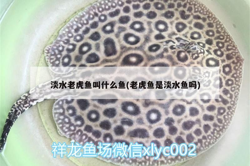 淡水老虎魚叫什么魚(老虎魚是淡水魚嗎)