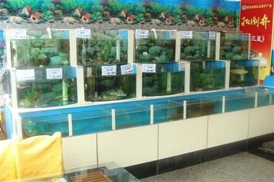 超市魚缸養(yǎng)魚為什么老是會死魚呢:超市魚缸養(yǎng)魚死魚的原因 魚缸百科 第2張 超市魚缸養(yǎng)魚為什么老是會死魚呢:超市魚缸養(yǎng)魚死魚的原因 超市魚缸養(yǎng)魚為什么老是會死魚呢:超市魚缸養(yǎng)魚死魚的原因 魚缸百科 第2張