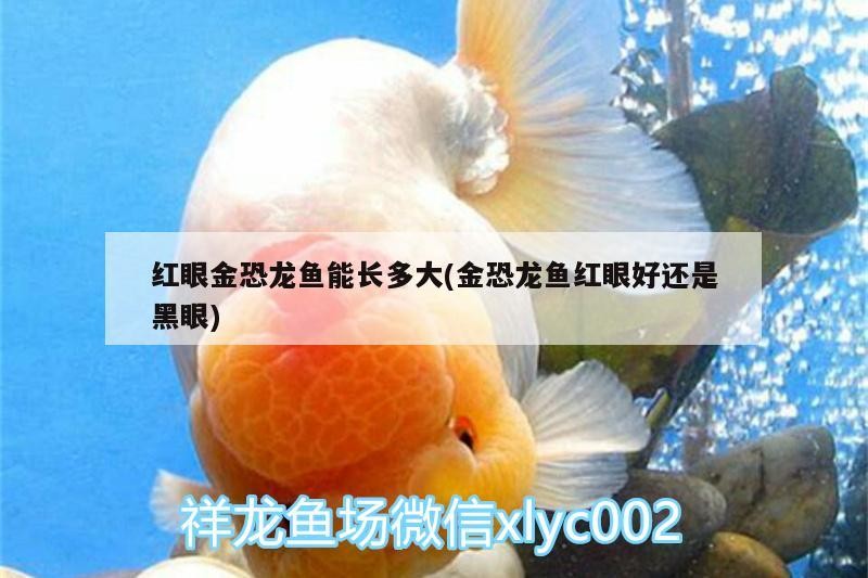 萊州市府前東街李振水族寵物館（萊州寵物中心寵物醫院）