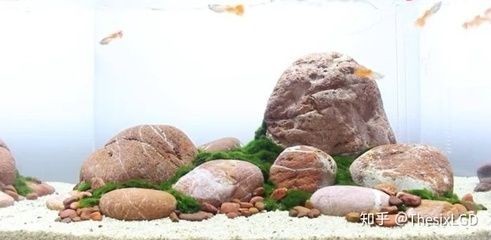 搭建魚缸生態鏈的意義：如何建立健康的造景魚缸微型生態鏈