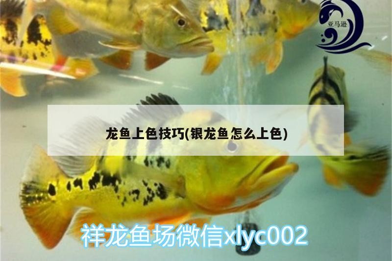 龍魚上色技巧(銀龍魚怎么上色)