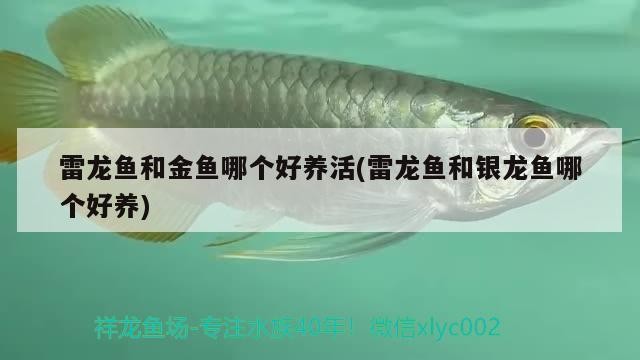 雷龍魚和金魚哪個好養活(雷龍魚和銀龍魚哪個好養)