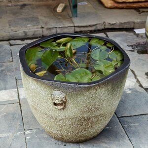 大水缸改造魚缸好嗎：大水缸改造魚缸的優點和缺點
