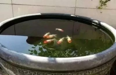 魚缸魚往下游怎么回事，，魚缸魚往下游怎么回事