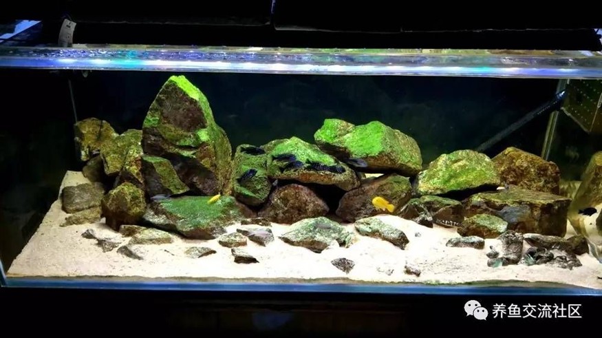 慈鯛魚缸造景60缸：為慈鯛設計60缸的造景步驟和要點