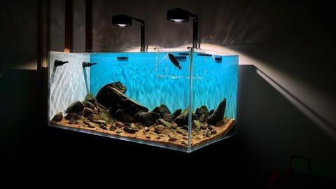慈鯛魚缸造景60缸：為慈鯛設計60缸的造景步驟和要點
