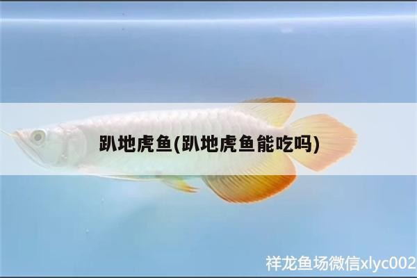 趴地虎魚(趴地虎魚能吃嗎)