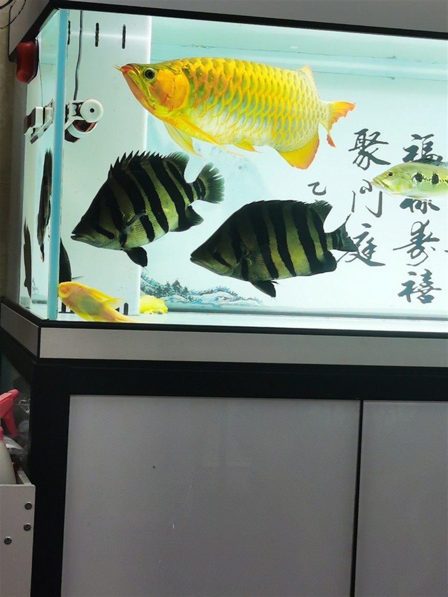 其樂融融，高低是湊齊五虎了！養魚的路上就不斷的折騰，初衷是精養缸紅龍，慢慢的就滿滿當當！！！