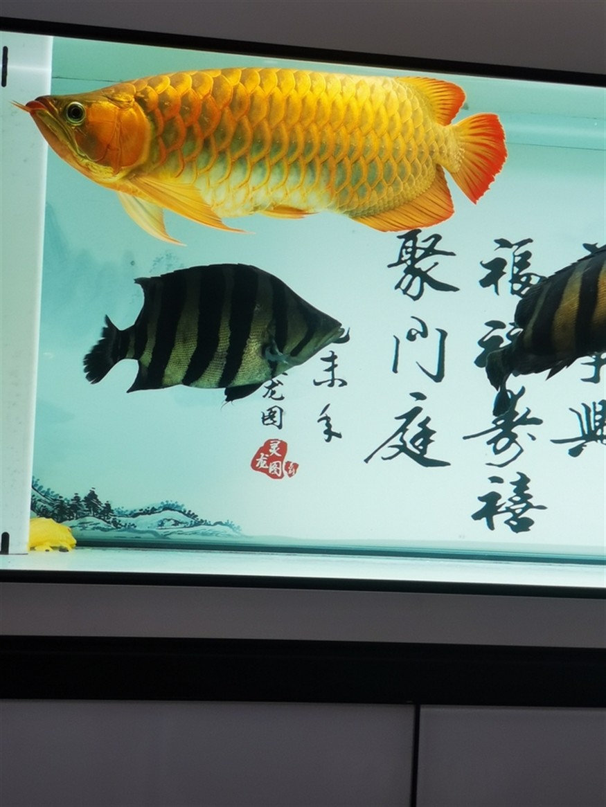 其樂融融，高低是湊齊五虎了！養魚的路上就不斷的折騰，初衷是精養缸紅龍，慢慢的就滿滿當當！！！