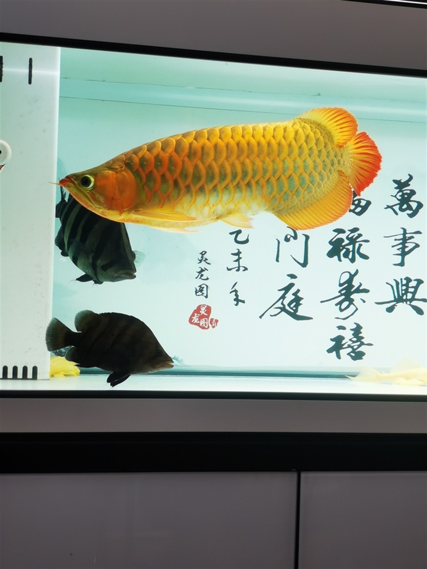 其樂融融，高低是湊齊五虎了！養魚的路上就不斷的折騰，初衷是精養缸紅龍，慢慢的就滿滿當當！！！