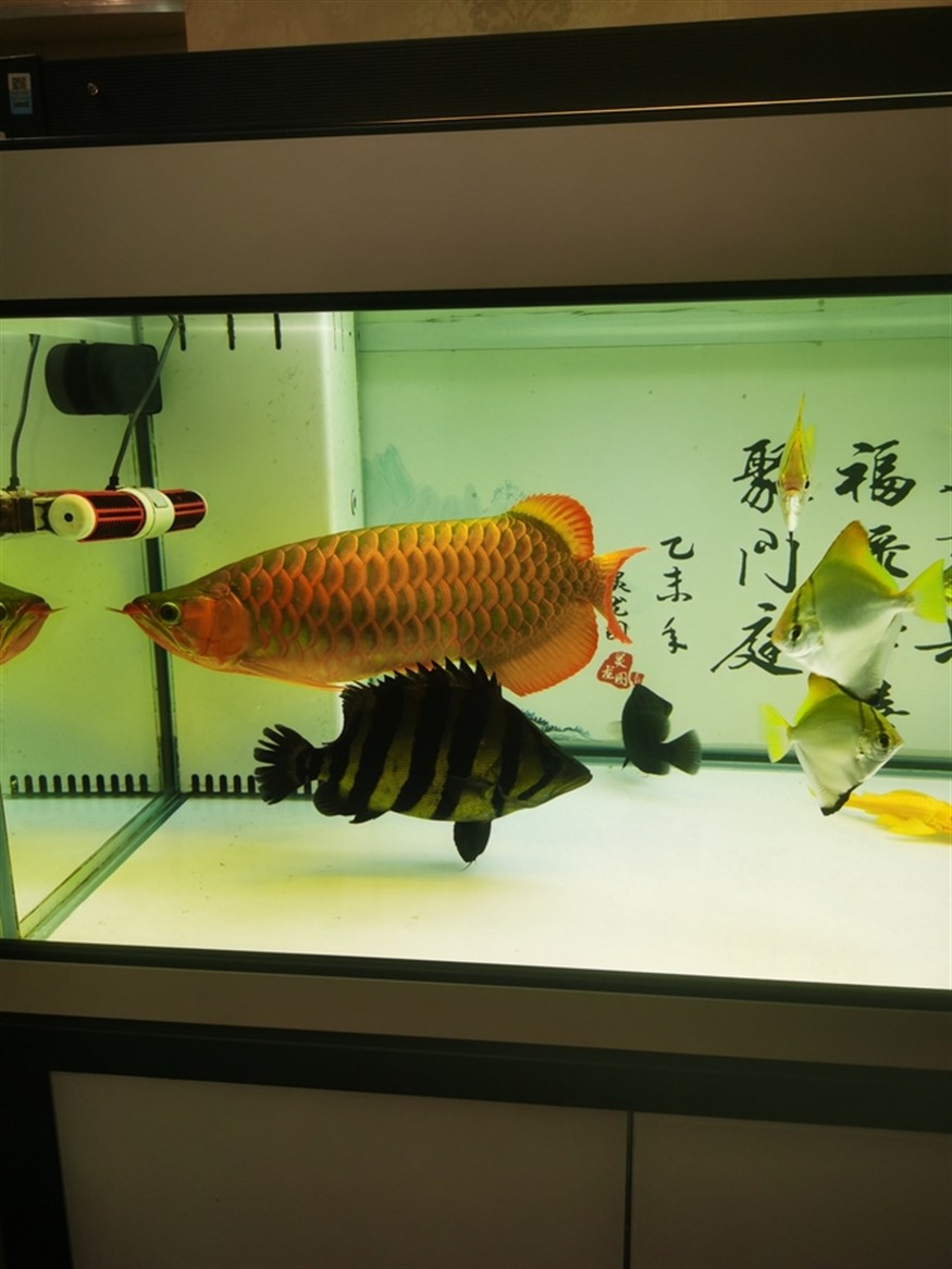 其樂融融，高低是湊齊五虎了！養魚的路上就不斷的折騰，初衷是精養缸紅龍，慢慢的就滿滿當當！！！