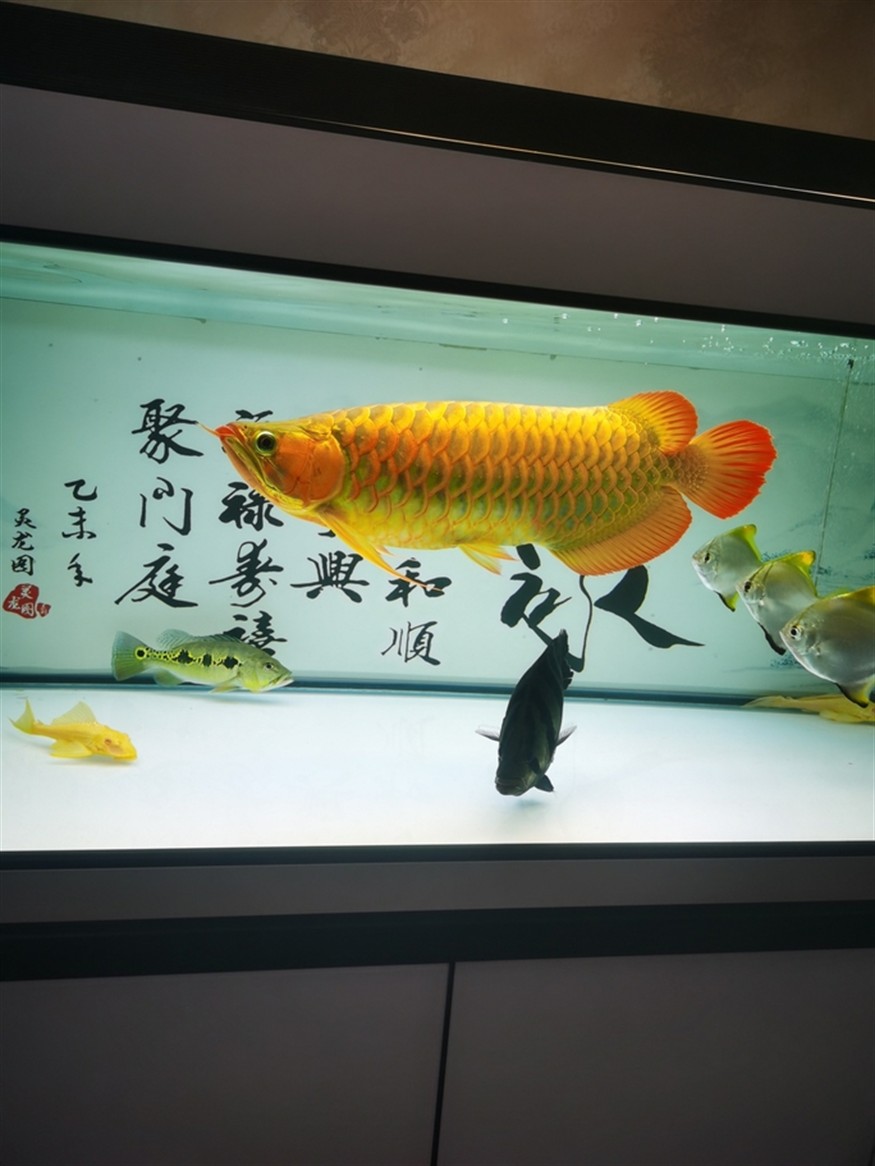 其樂融融，高低是湊齊五虎了！養魚的路上就不斷的折騰，初衷是精養缸紅龍，慢慢的就滿滿當當！！！