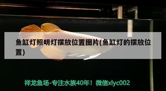 這個養錦鯉怎么樣？