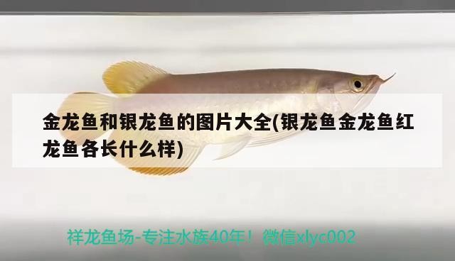 金龍魚和銀龍魚的圖片大全(銀龍魚金龍魚紅龍魚各長什么樣)