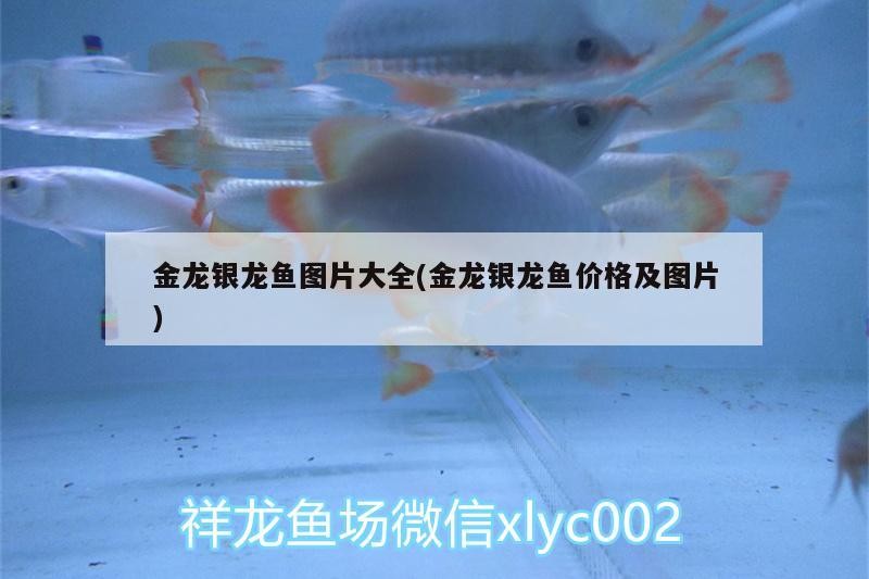 金龍魚銀龍魚圖片欣賞(金龍魚銀龍魚圖片欣賞大全)