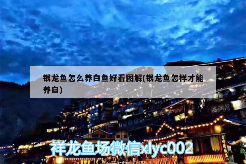 銀龍魚怎么養(yǎng)白魚好看圖解(銀龍魚怎樣才能養(yǎng)白)